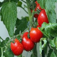 【家庭菜園】満足できる確実なミニトマトの育て方・初心者必見です。